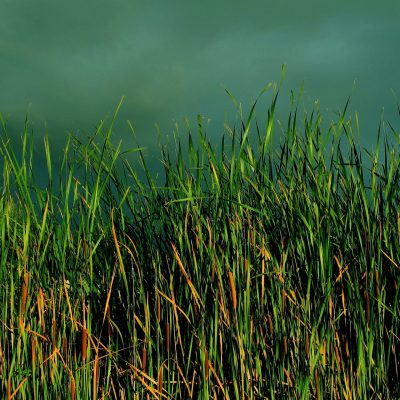 grass-1283557_1920